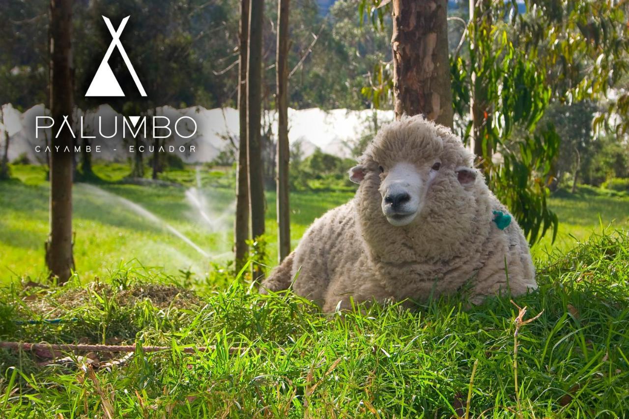 Palumbo Glamping & Villas Cayambe Eksteriør bilde